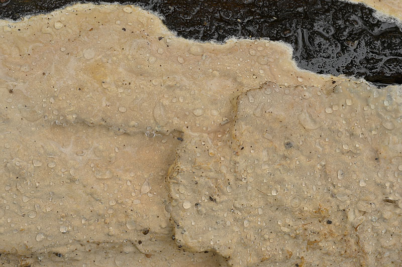 Scytinostroma portentosum